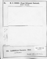 Schizothyrioma ptarmicae image